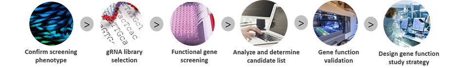 CRISPR Screening Workflow